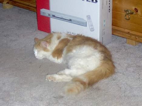 Blanding af racer Gizmo<33 HAR KILLINGER! billede 10