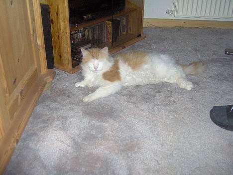 Blanding af racer Gizmo<33 HAR KILLINGER! billede 11