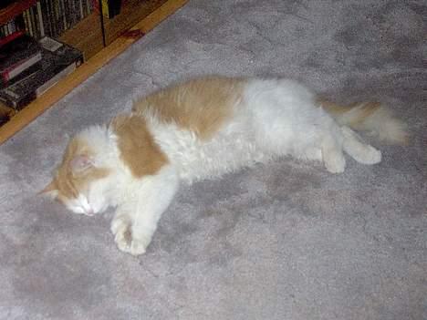 Blanding af racer Gizmo<33 HAR KILLINGER! billede 12