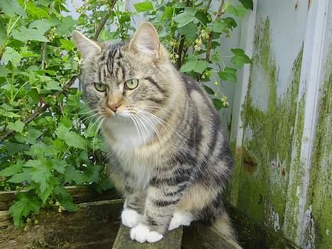 Norsk Skovkat snubbie - Død  RIP :o( billede 13