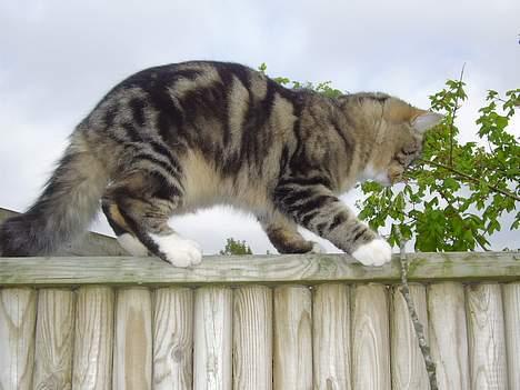 Norsk Skovkat snubbie - Død  RIP :o( - tja man blir vel aldrig for stor til at lege lidt vel?  :o) billede 14