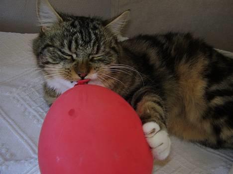 Norsk Skovkat snubbie - Død  RIP :o( - hæ hæ.... det her er sjovt legetøj  ;o) billede 15