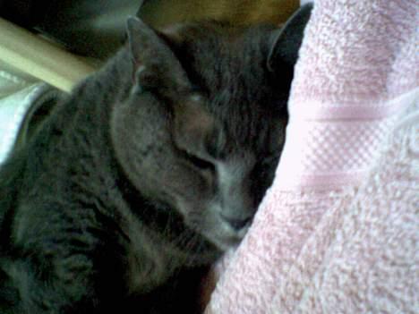 Huskat Musti - nuurh der sover min lille mus. billede 10