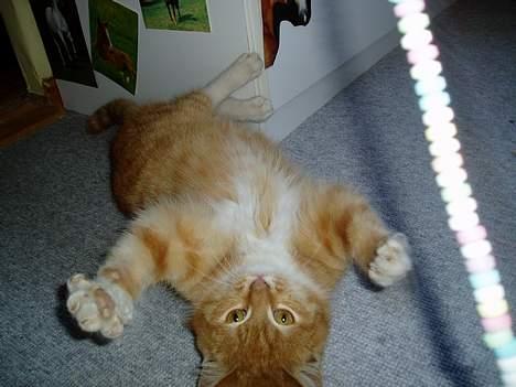 Blanding af racer Oskar<33Død billede 6