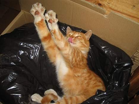 Blanding af racer Oskar<33Død billede 8