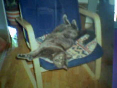 Huskat Musti - haha ja der kan man  se hvor stor du var :b billede 11