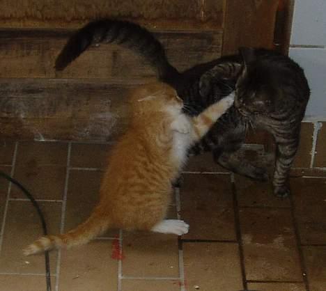 Blanding af racer Oskar<33Død billede 10