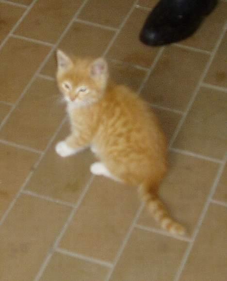 Blanding af racer Oskar<33Død billede 11