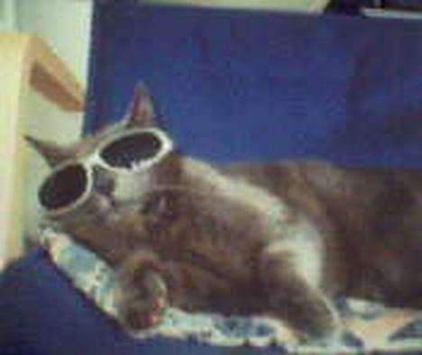 Huskat Musti - ja du fandt dig somsagt i alt. billede 12