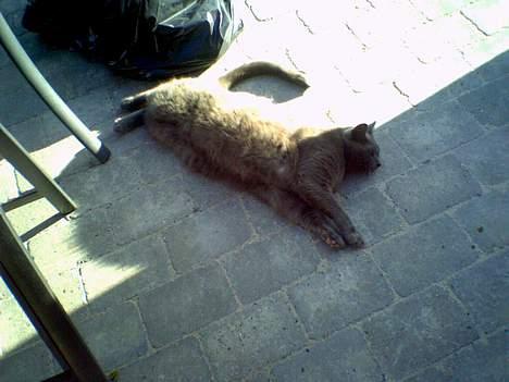 Huskat Musti - nuuurh <33 billede 13