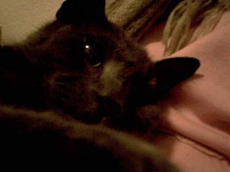 Huskat Musti - årh jeg kan ikke beskrive hvor meget jeg elskede dig. billede 14