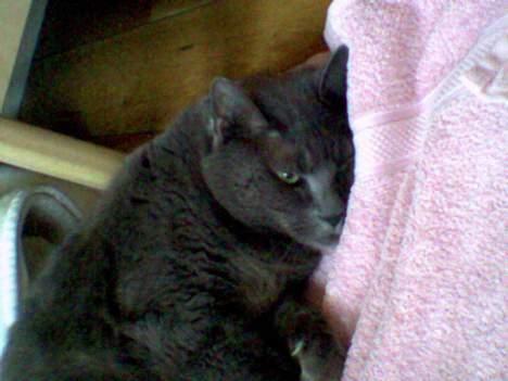 Huskat Musti - årh :´/ billede 15