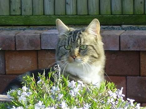 Norsk Skovkat snubbie - Død  RIP :o( -  uhmmm dejligt med lidt solskin. og nej mor, sidder altså ikke i dine blomster :o) billede 16