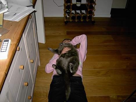 Huskat Musti - dejlig dag mus <3 billede 17