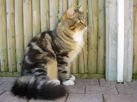 Norsk Skovkat snubbie - Død  RIP :o( - ja så er det vist tæt nok på ik?? :o) billede 17