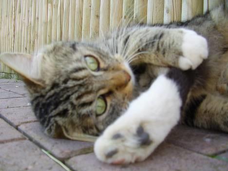 Norsk Skovkat snubbie - Død  RIP :o( billede 18