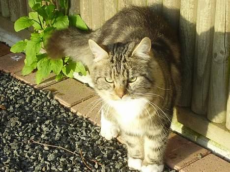 Norsk Skovkat snubbie - Død  RIP :o( - smukke fyr??? tja, det må jo så være mig :o)) billede 19