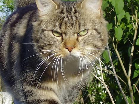 Norsk Skovkat snubbie - Død  RIP :o( billede 20