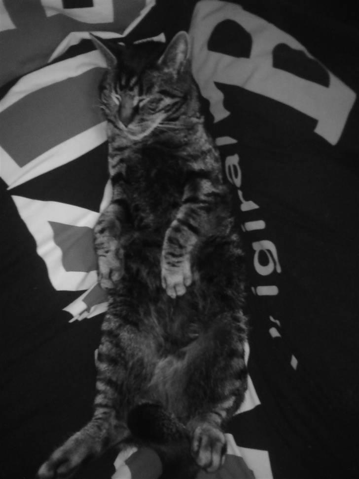 Huskat Valde billede 1