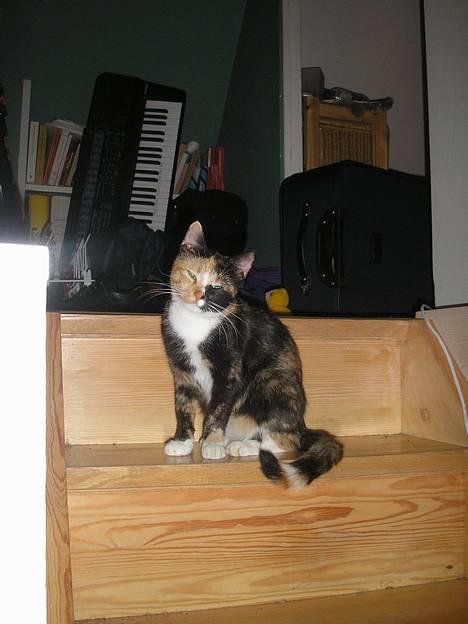 Huskat Possum ( Løbet Væk ) billede 1