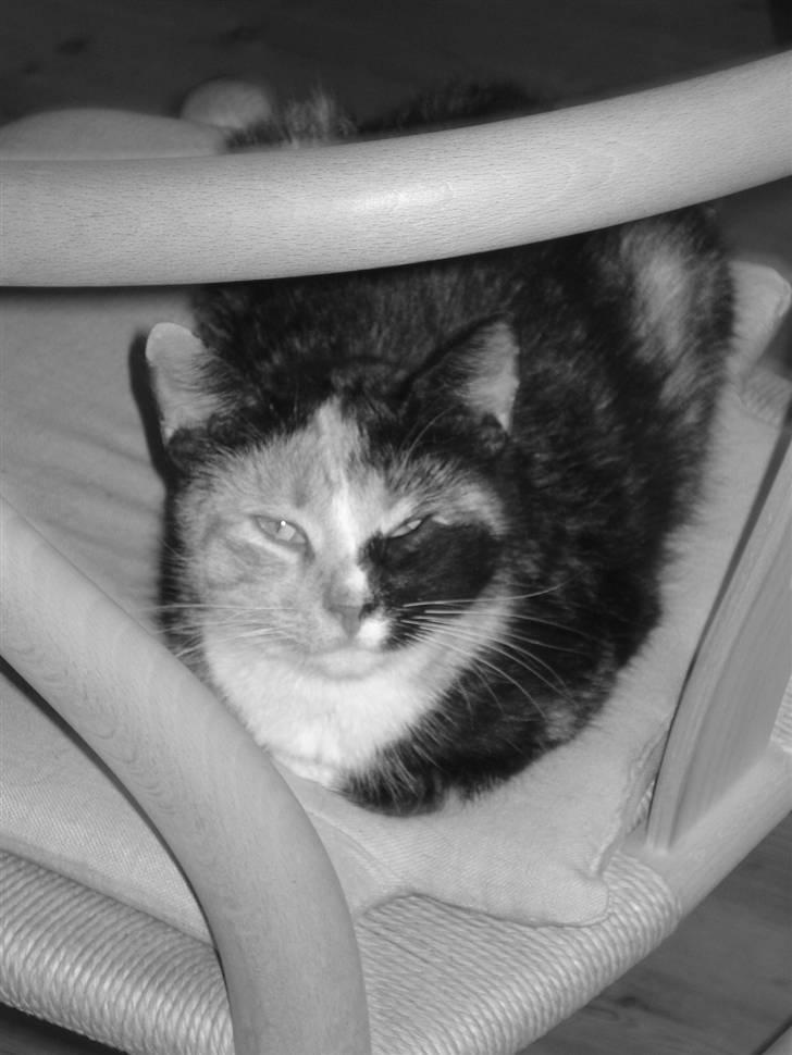 Huskat Possum ( Løbet Væk ) billede 2