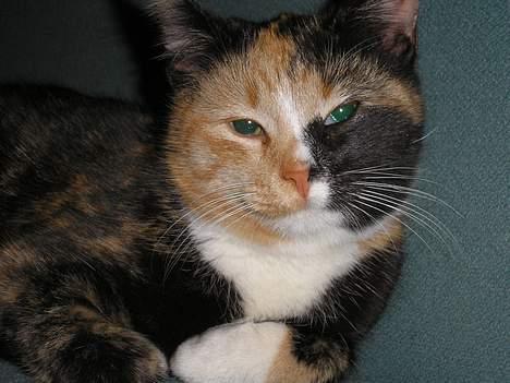 Huskat Possum ( Løbet Væk ) billede 3