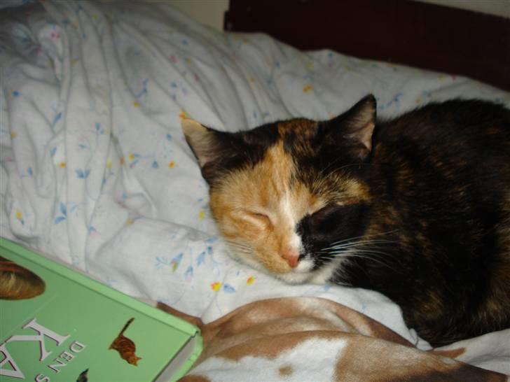 Huskat Possum ( Løbet Væk ) - ind må se mig hale billede 4