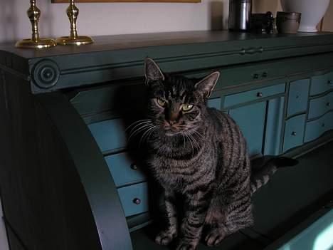 Huskat Valde billede 2