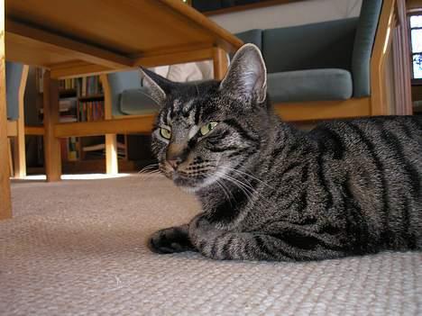 Huskat Valde billede 3