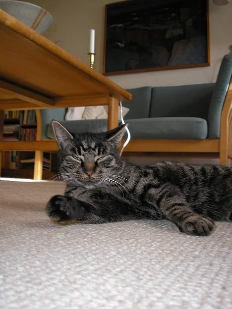 Huskat Valde billede 4