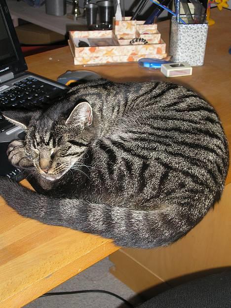 Huskat Valde - her er jeg også vild med Annes Compuret billede 5