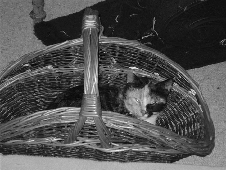 Huskat Possum ( Løbet Væk ) billede 5