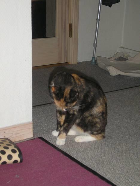 Huskat Possum ( Løbet Væk ) billede 6