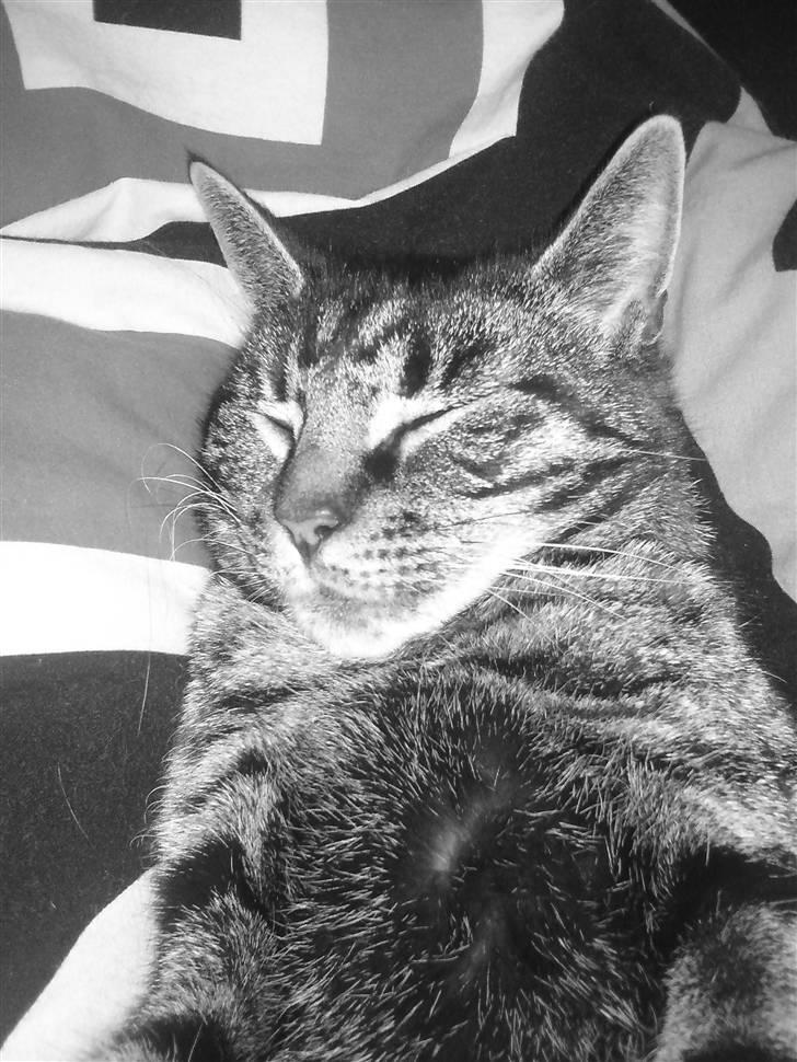 Huskat Valde billede 6