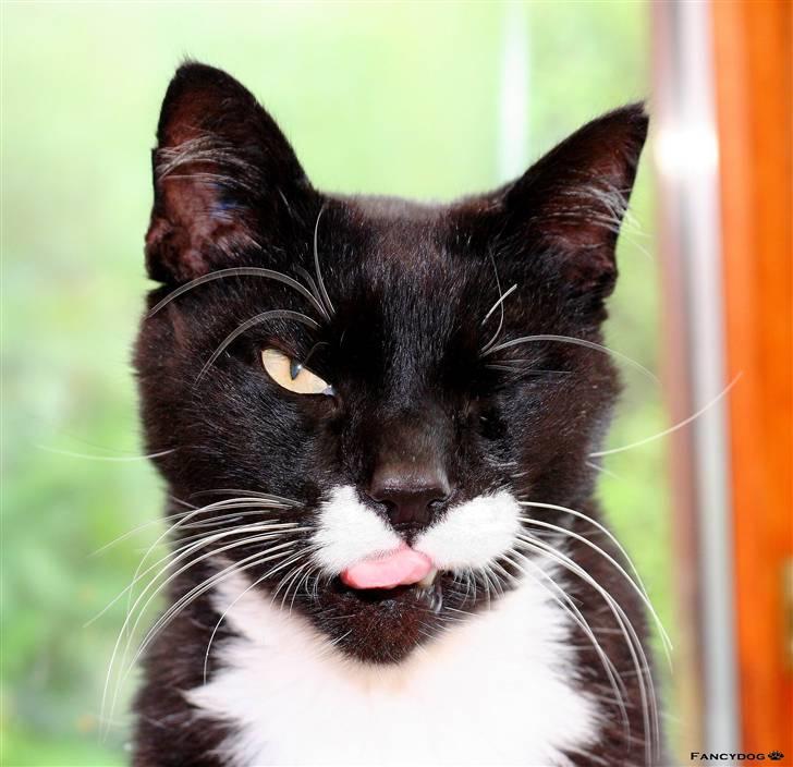 Blanding af racer Sylle *RIP* billede 1