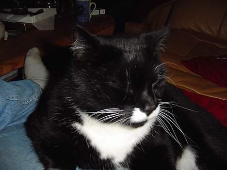 Blanding af racer Sylle *RIP* - Fornærmet kan man godt se ud billede 2