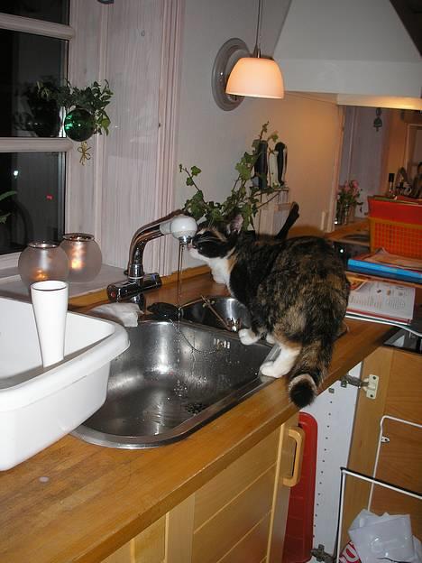 Huskat Possum ( Løbet Væk ) billede 7