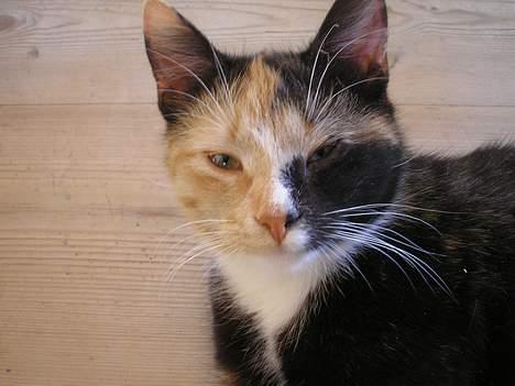 Huskat Possum ( Løbet Væk ) billede 8