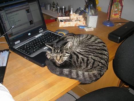 Huskat Valde - Jeg elsker Annes Bærbar!:-) billede 7