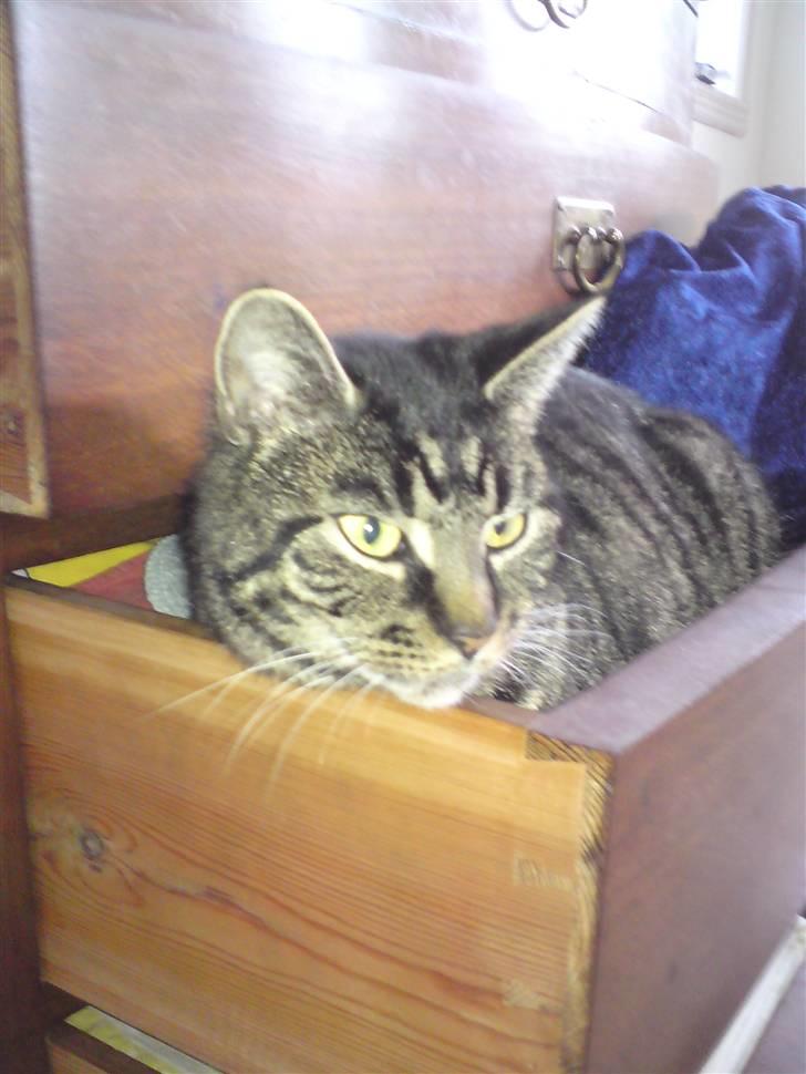 Huskat Valde billede 8