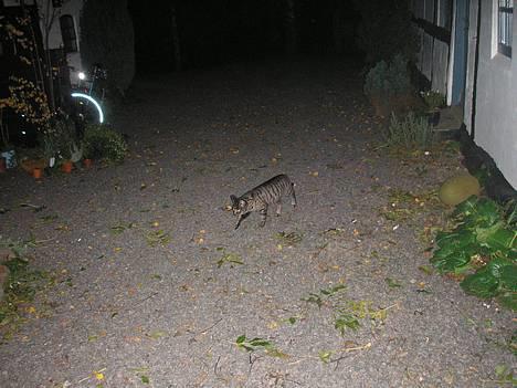 Huskat Valde - Jeg er kommet hjem, fra en fest...hehe billede 9