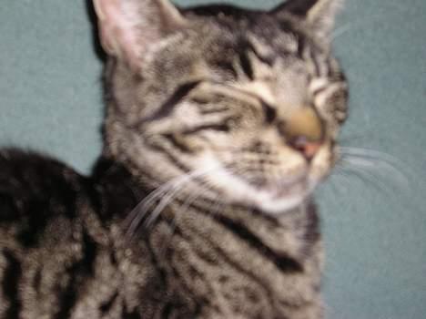 Huskat Valde billede 10