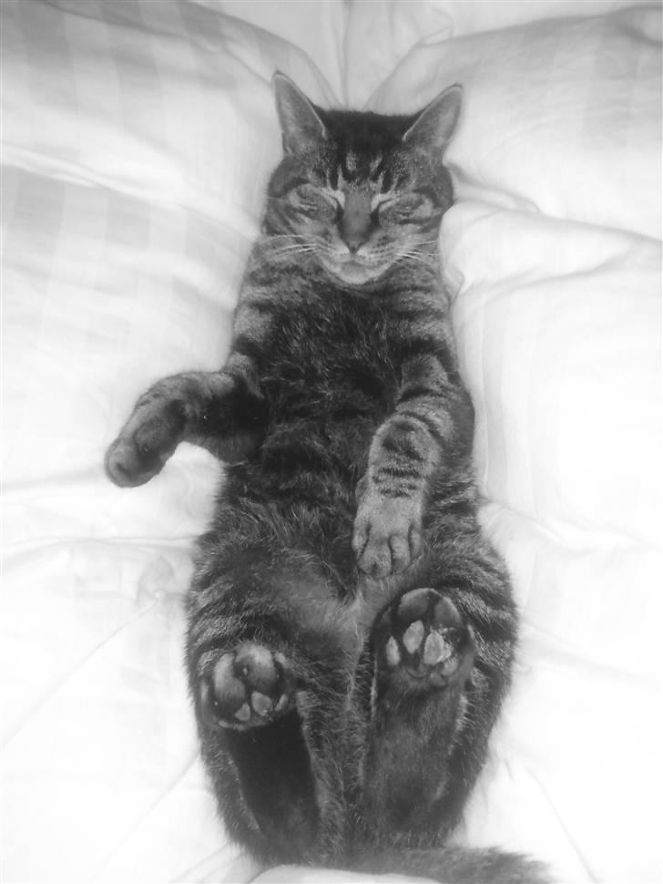 Huskat Valde - her er vi alle tre(Min, Fedtmule og Hanibal) billede 11