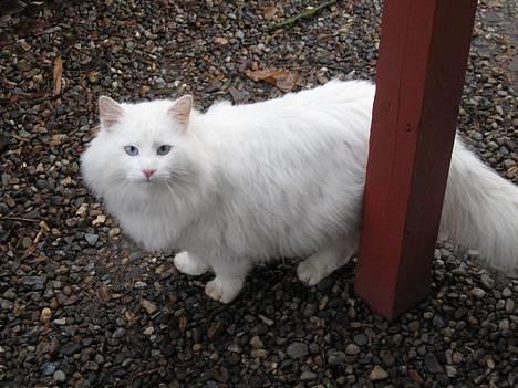 Norsk Skovkat Safir billede 1