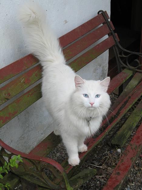 Norsk Skovkat Safir billede 2