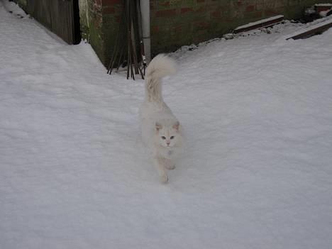 Norsk Skovkat Safir billede 3
