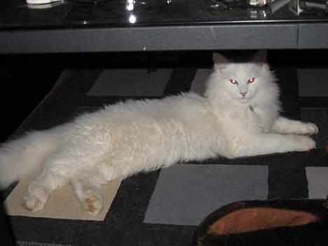 Norsk Skovkat Safir billede 4