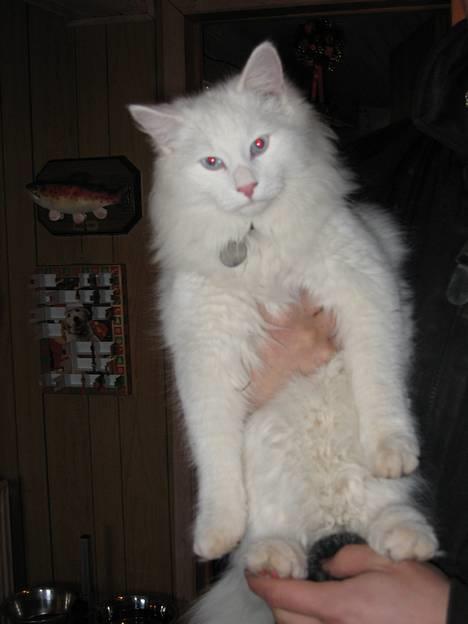 Norsk Skovkat Safir billede 5