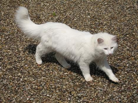 Norsk Skovkat Safir billede 6