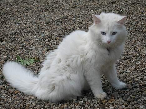 Norsk Skovkat Safir billede 7